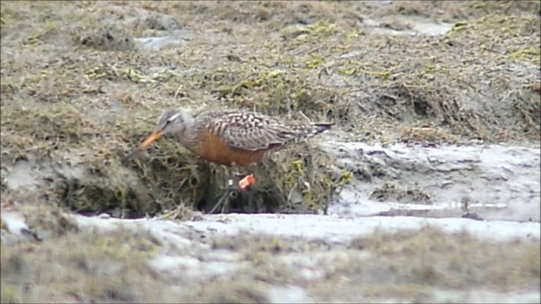 Hudsonian Godwits