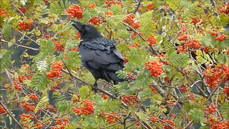 Ravens really like Aucuparia berries
