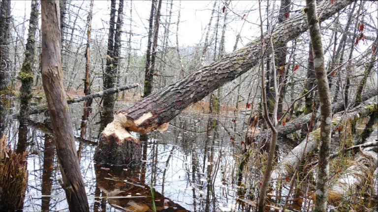 Beaver Chewed on a Cottonwood Seven Nights before it fell