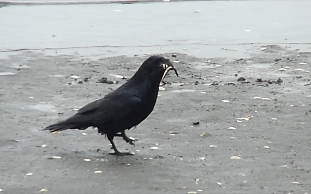 How do Ravens Find Sand Lance