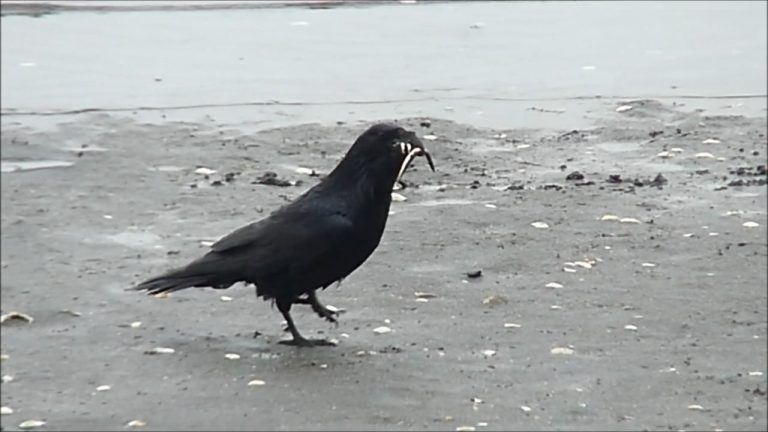 How do Ravens Find Sand Lance