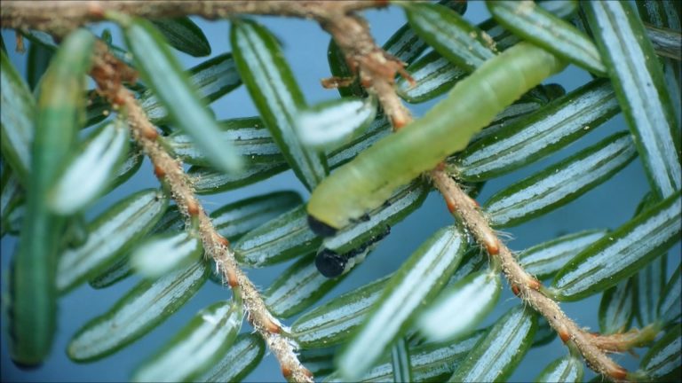 Hemlock Sawflies eating the Needles