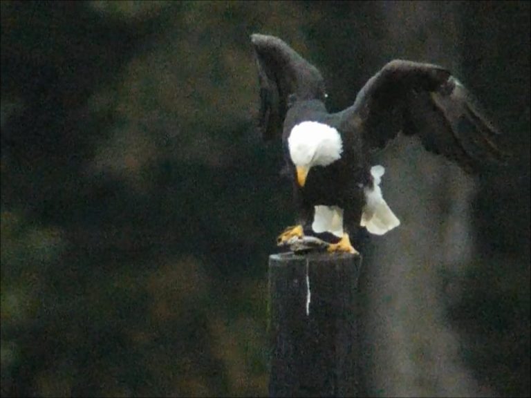 Bald Eagle Catches and Eats a Crab