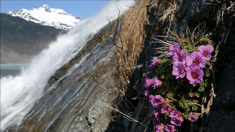 Purple Mountain Saxifrage and Nugget Falls
