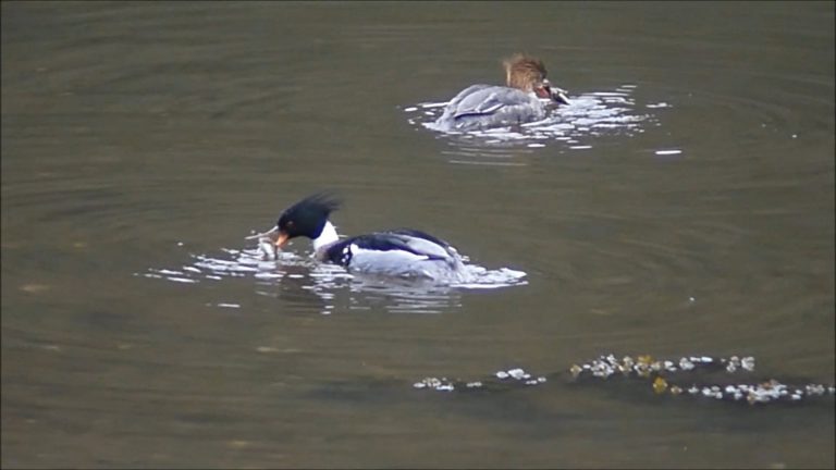 Red-breasted Mergansers eating Sculpins