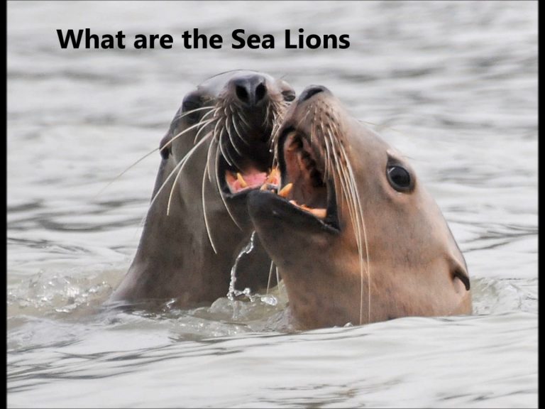What are the Sea Lions Eating