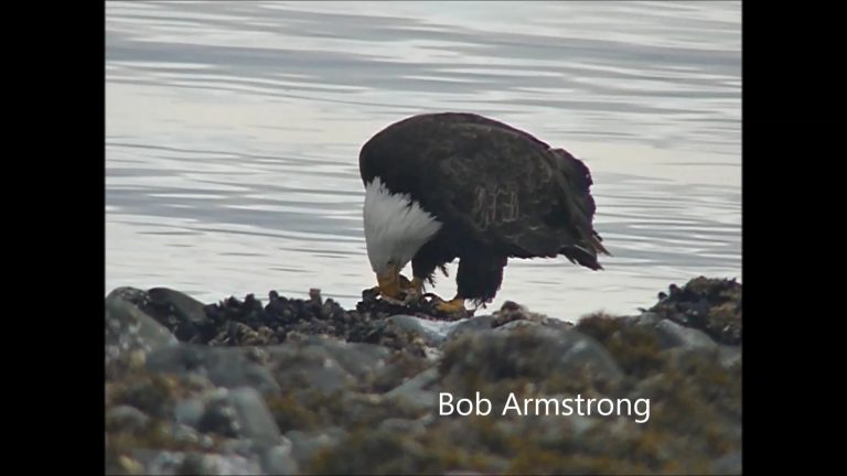 Bald Eagle eats Giant Chiton