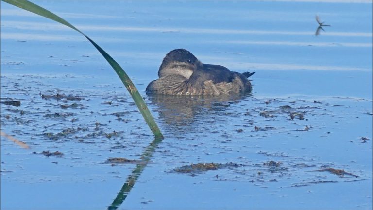 Ruddy Ducks Sleeping and Preening