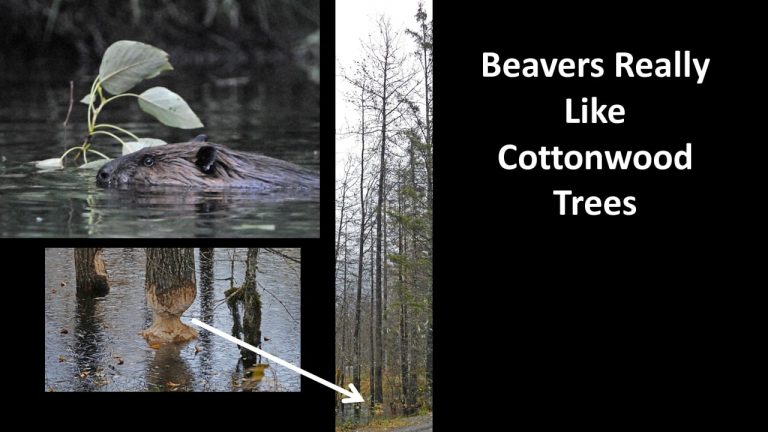 Beavers Really Like Cottonwood Trees
