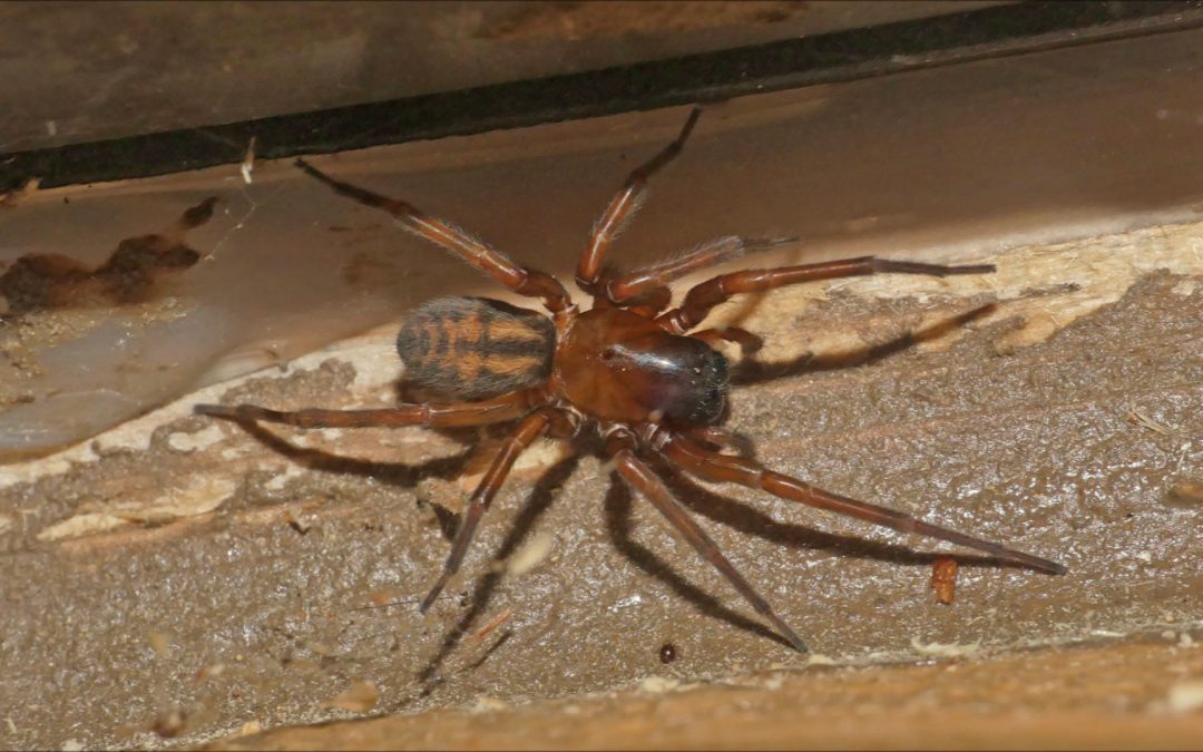 Living with Spiders