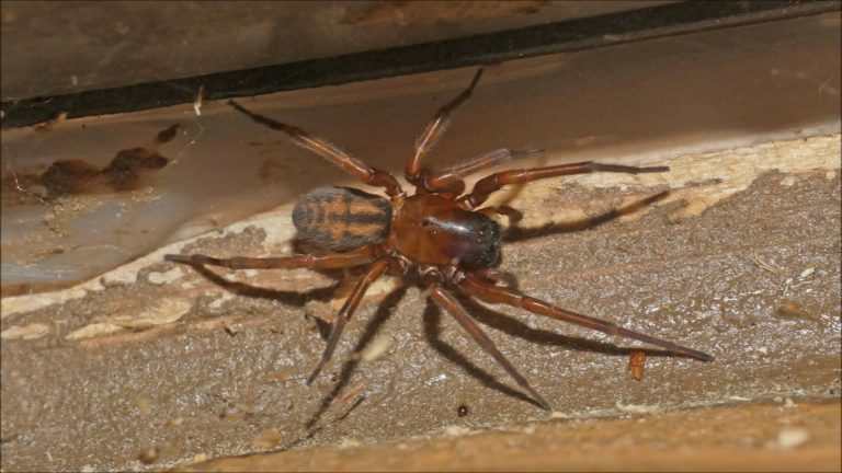 Living with Spiders
