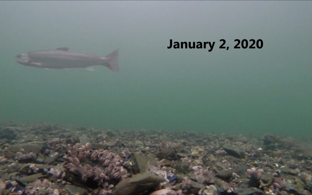 Dolly Varden at sea in Winter