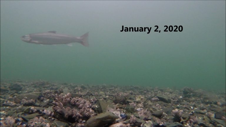 Dolly Varden at sea in Winter