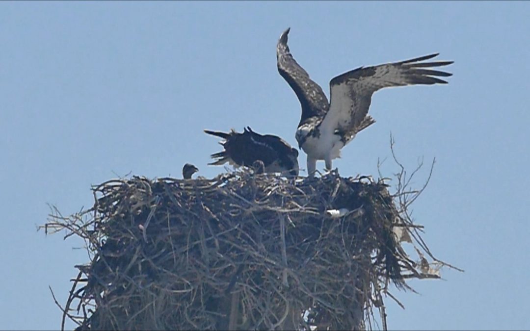 Ospreys in Alaska and Mexico