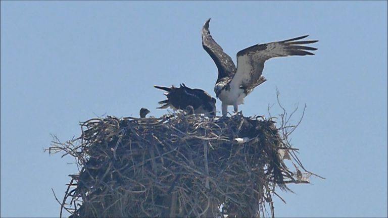 Ospreys in Alaska and Mexico