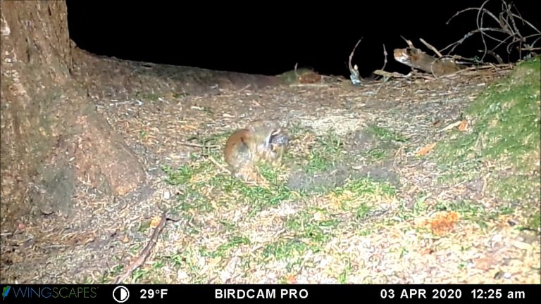 Red-backed Vole gets a Truffle