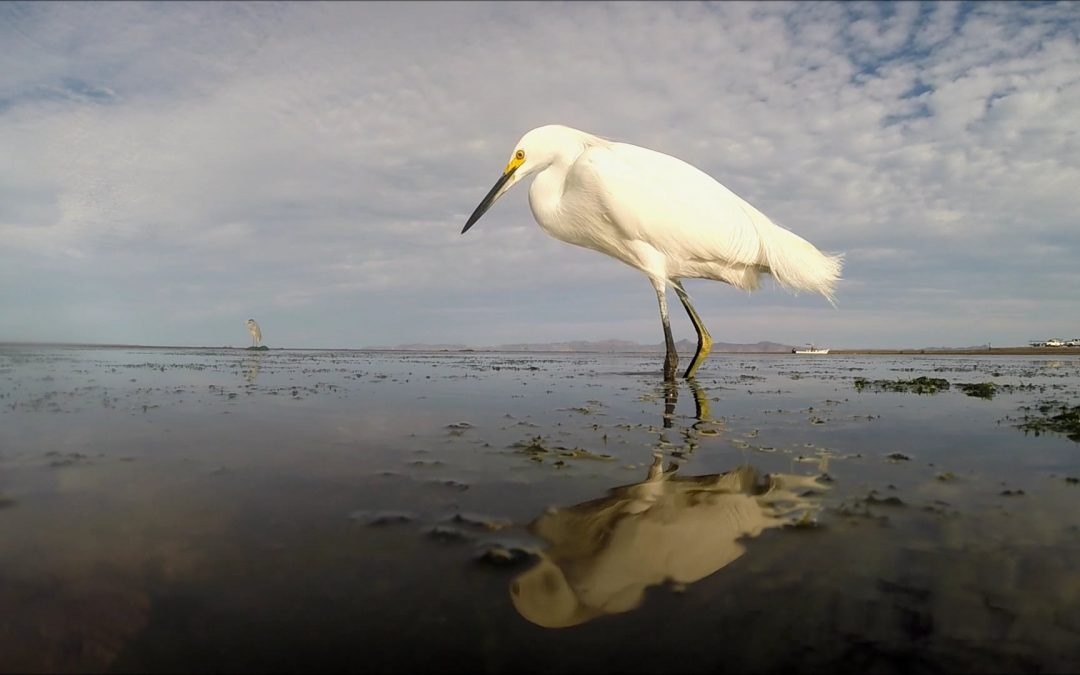 The Snowy Egret