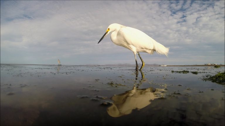 The Snowy Egret