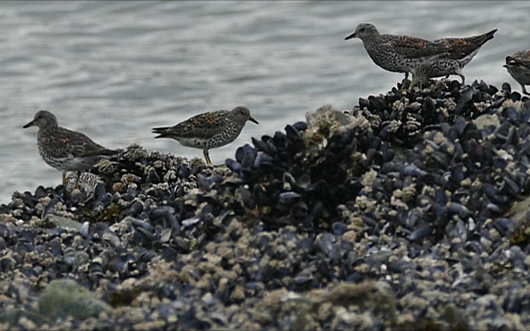 Feeding Amongst the Rocks