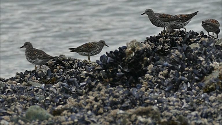 Feeding Amongst the Rocks