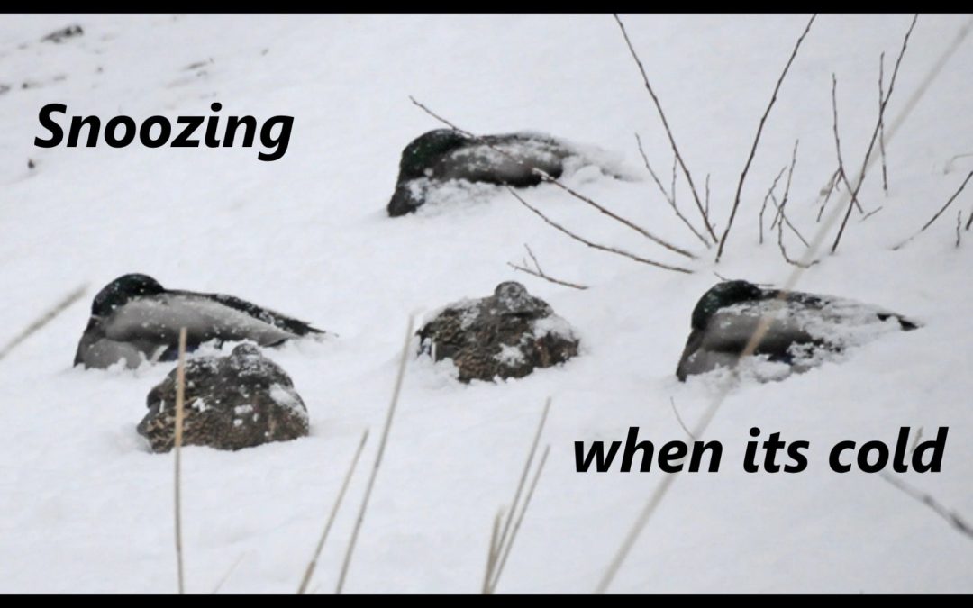 Snoozing in the cold