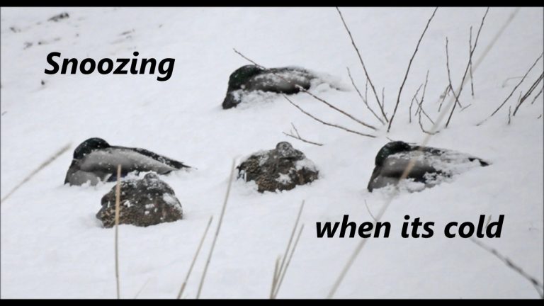 Snoozing in the cold