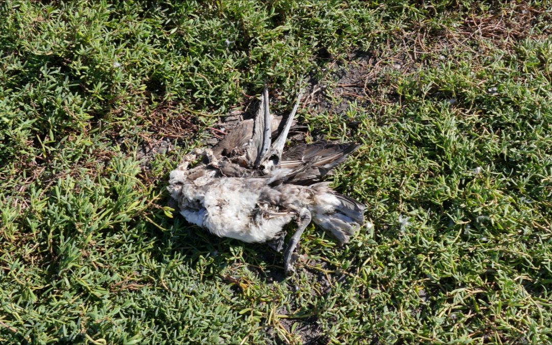 The Pelican Armageddon