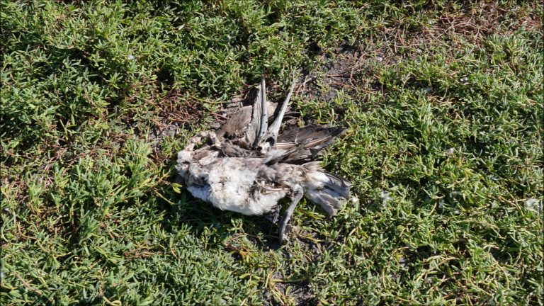 The Pelican Armageddon