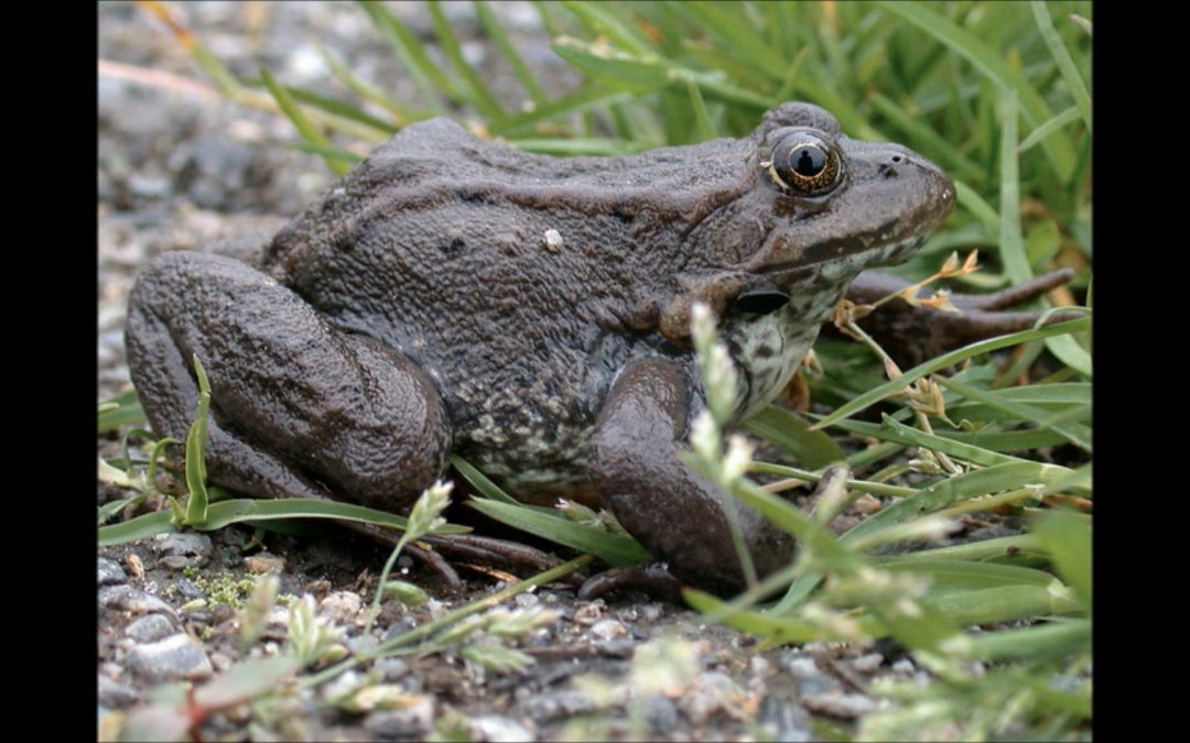 Columbia spotted frog