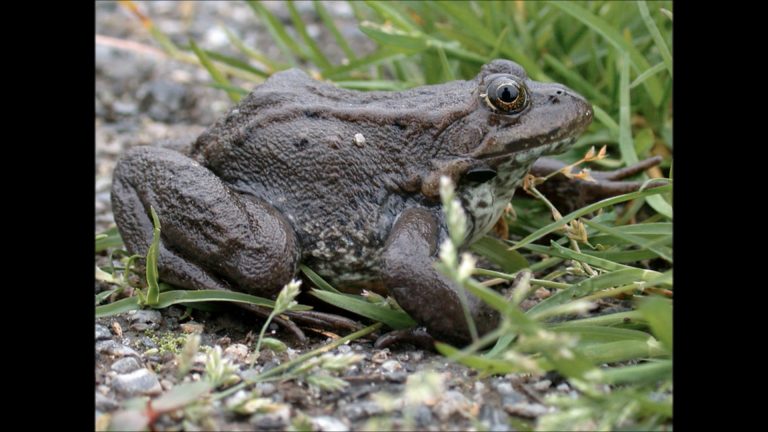 Columbia spotted frog