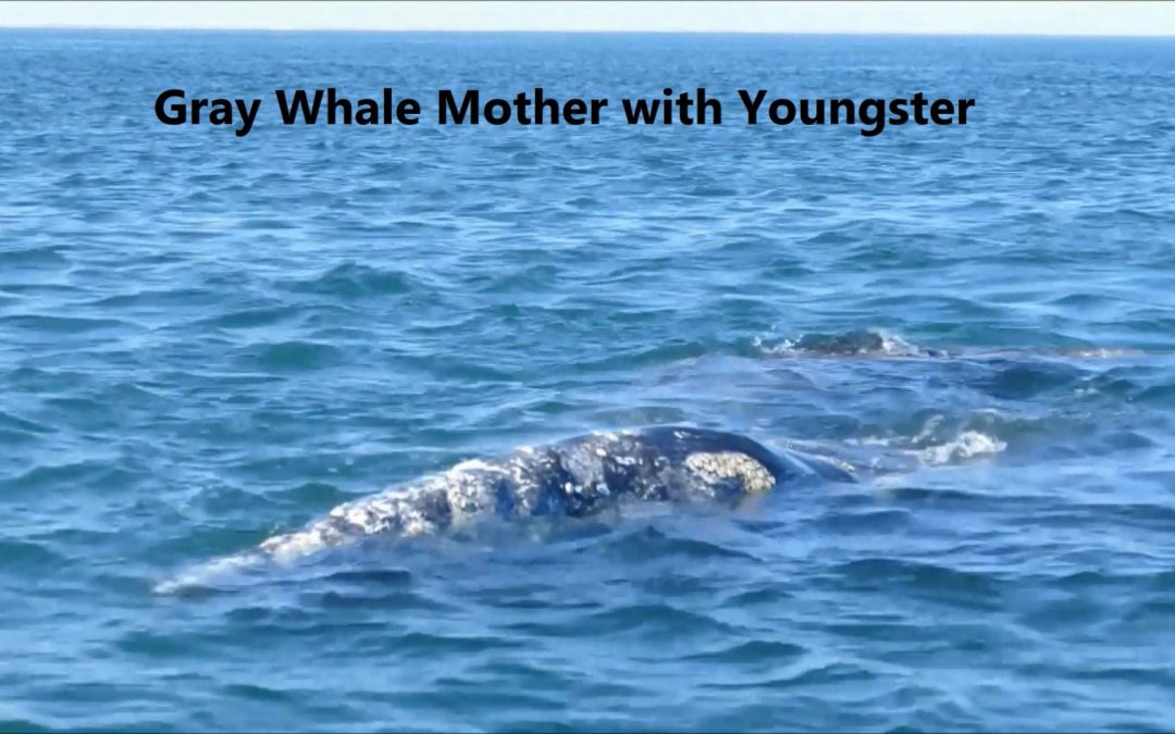Barnacles on Gray Whales