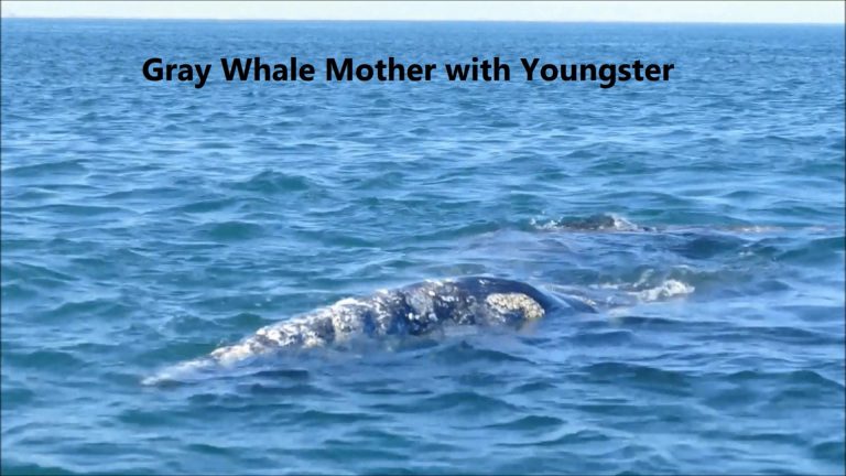 Barnacles on Gray Whales