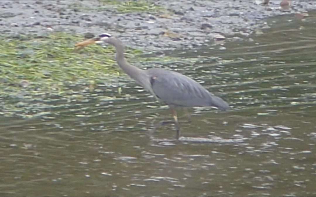 A Great Blue Heron caught