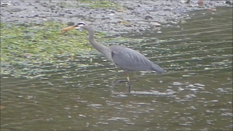 A Great Blue Heron caught