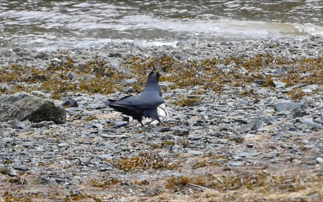 Raven Behavior at a Carcass