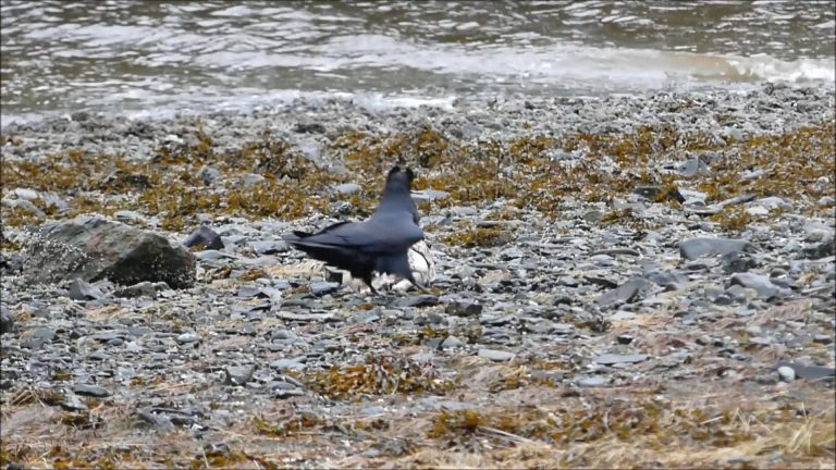 Raven Behavior at a Carcass