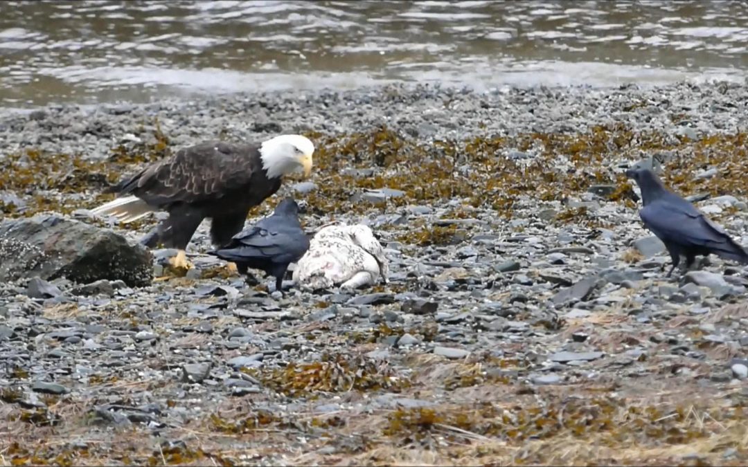 Eagle and Raven Behavior at a Carcass