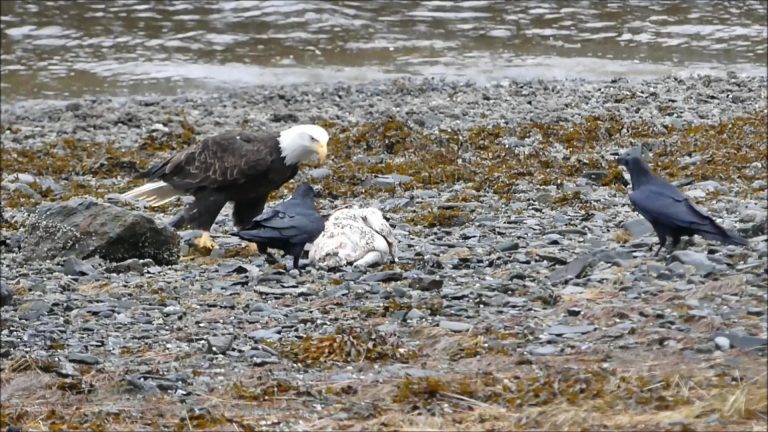 Eagle and Raven Behavior at a Carcass