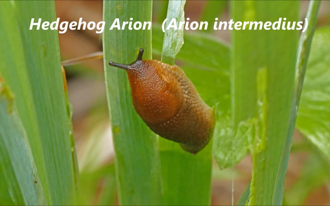 Hedgehog Arion