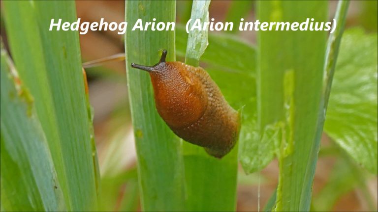 Hedgehog Arion