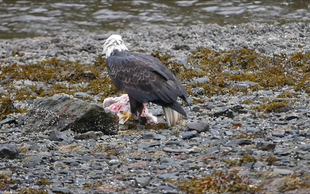 Bald Eagle and Common Raven Behavior at a Carcass