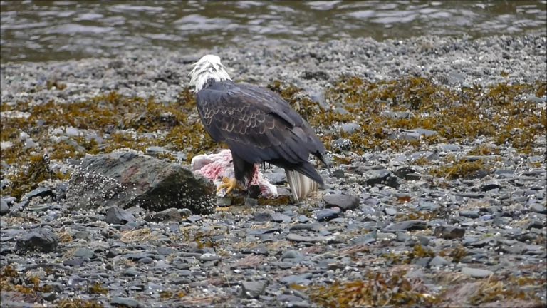 Bald Eagle and Common Raven Behavior at a Carcass