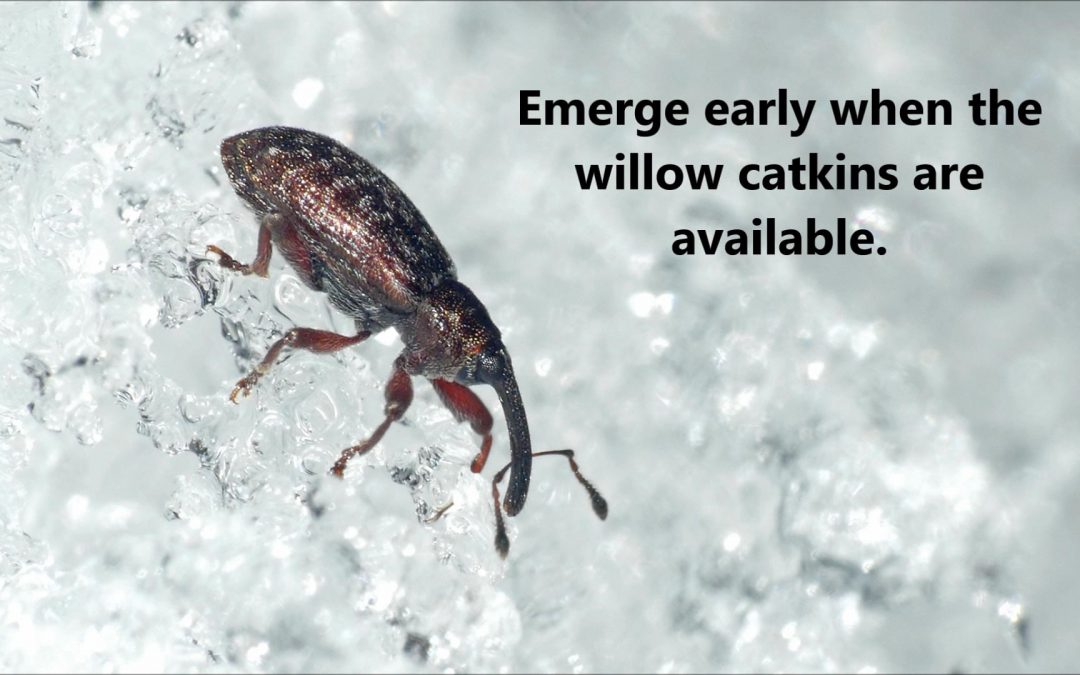 Willow Weevils in Juneau, Alaska