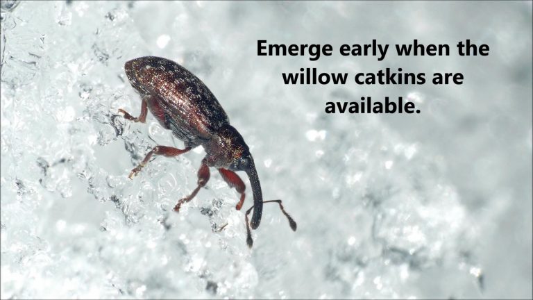 Willow Weevils in Juneau, Alaska