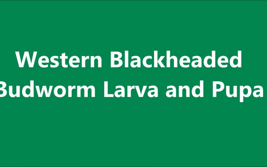 Western Blackheaded Budworm Larva and Pupa