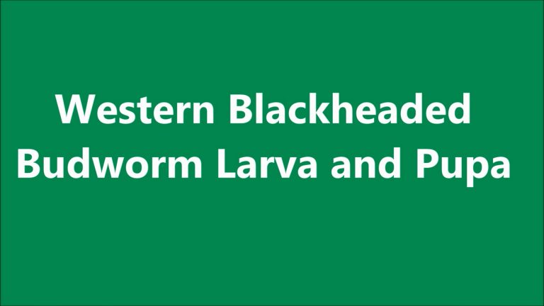 Western Blackheaded Budworm Larva and Pupa