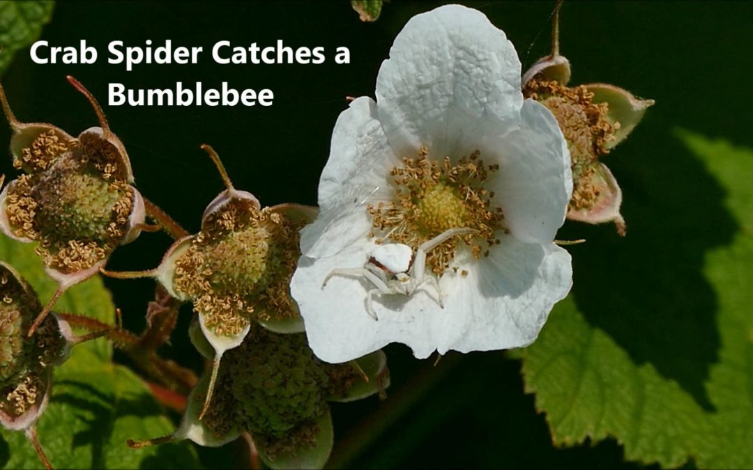 Crab Spider Catches a Bumblebee