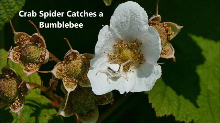Crab Spider Catches a Bumblebee