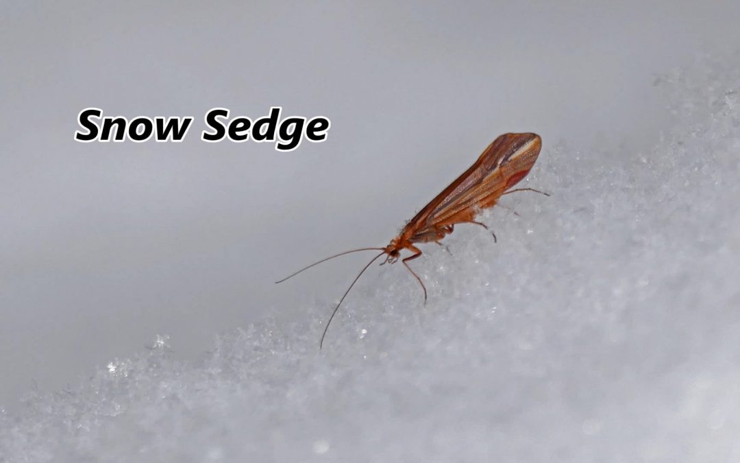 Snow Sedge