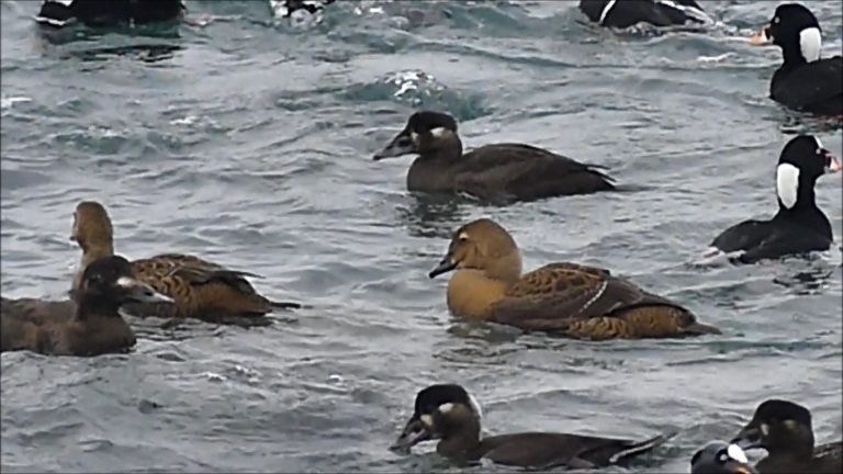 King Eiders feeding among the Scoters